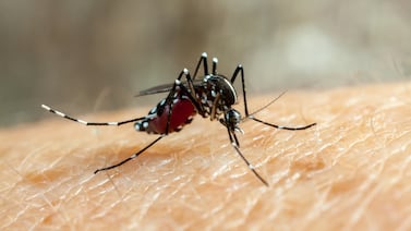 Casos de dengue empeorarán en los próximos meses en el país, según dice epidemiólogo