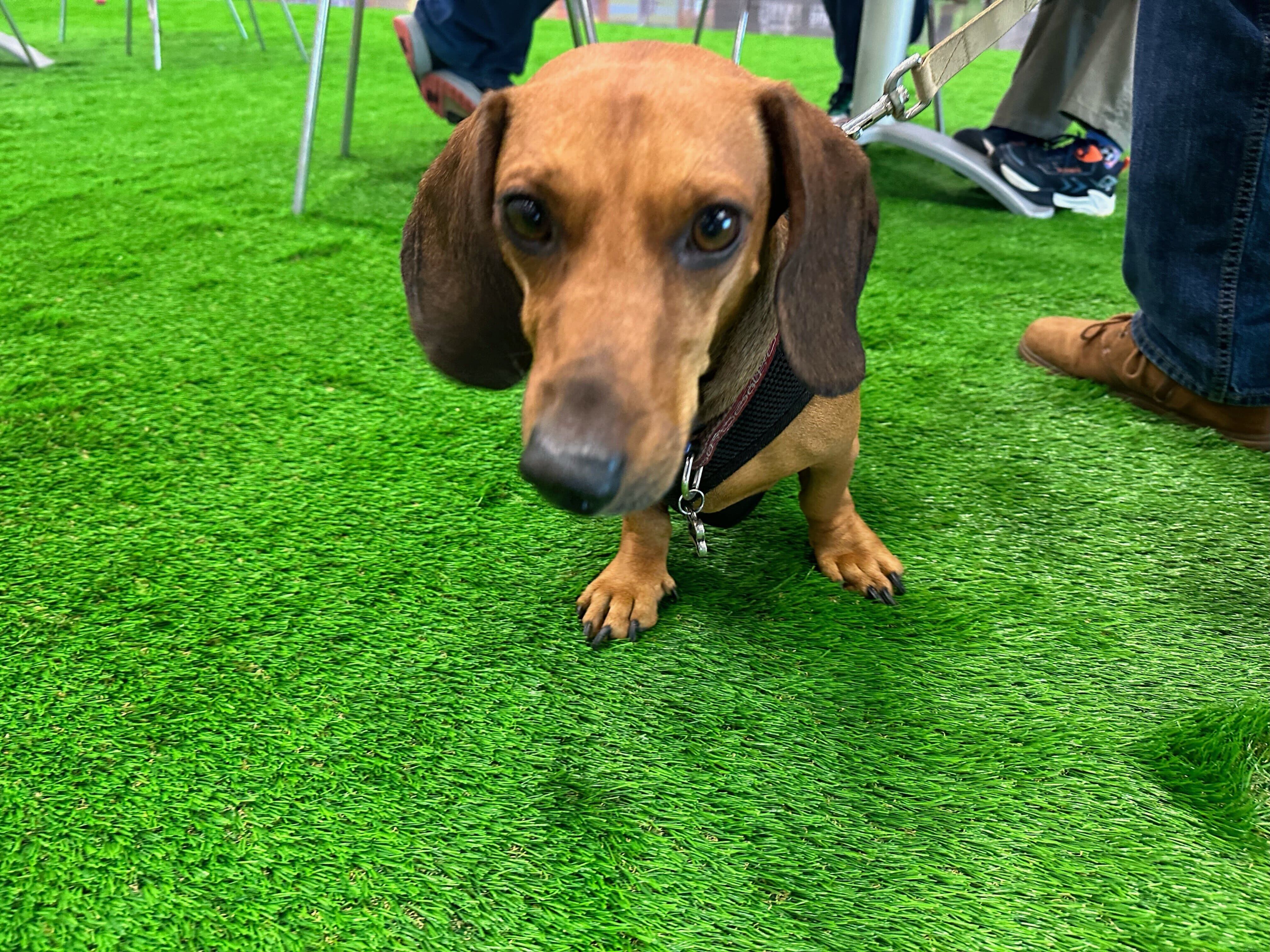 Viva Feria de Mascotas. Fotos para La Teja