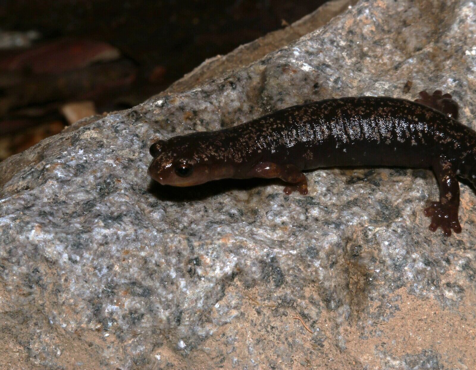 Descubren una salamandra con manchas doradas exclusiva del Parque Nacional Chirripó