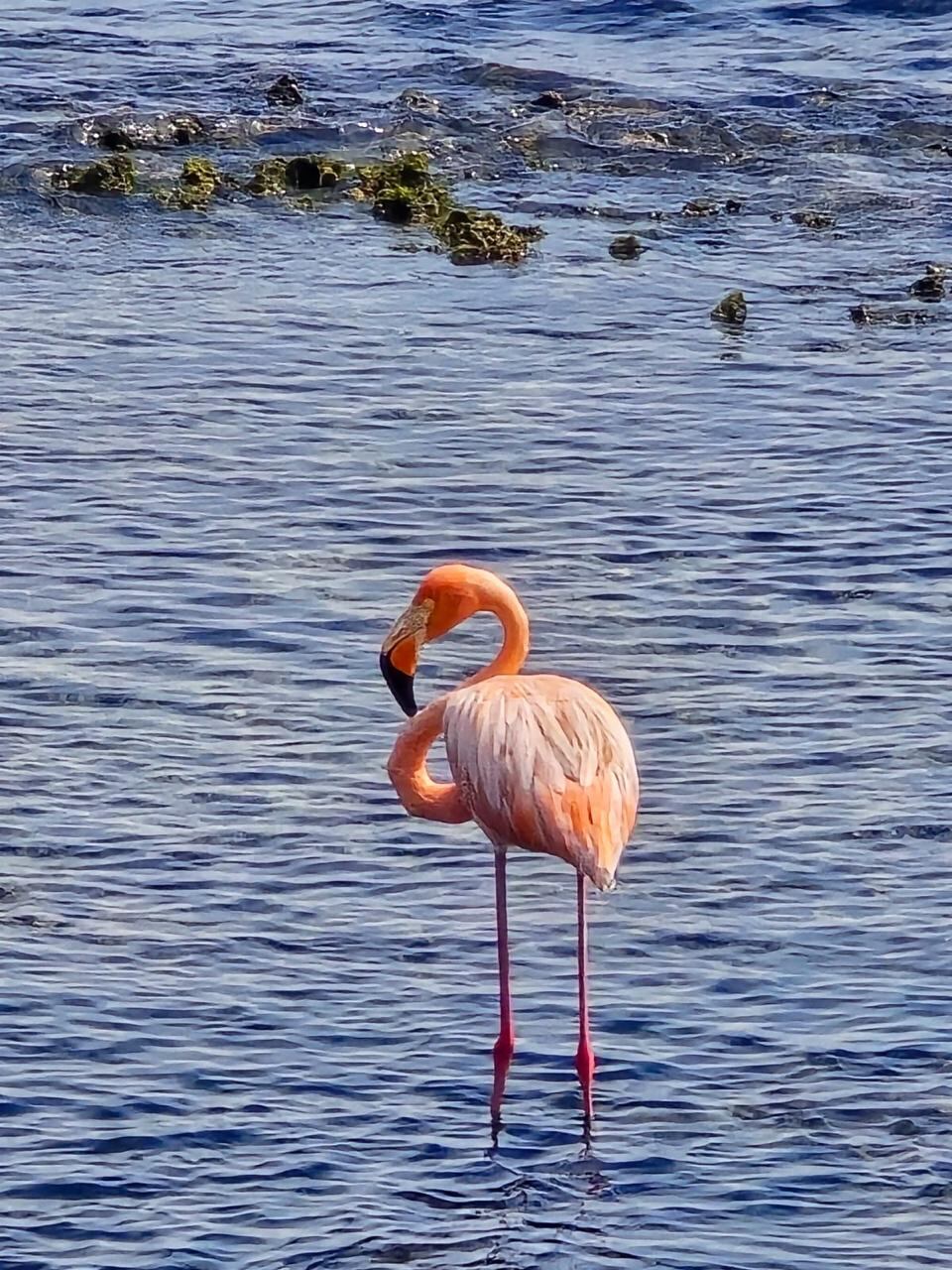 Esta fotografía muestra al flamenco solitario en el centro de Limón, frente al tajamar. Fotografía: Armando Mayorga Aurtenechea.
