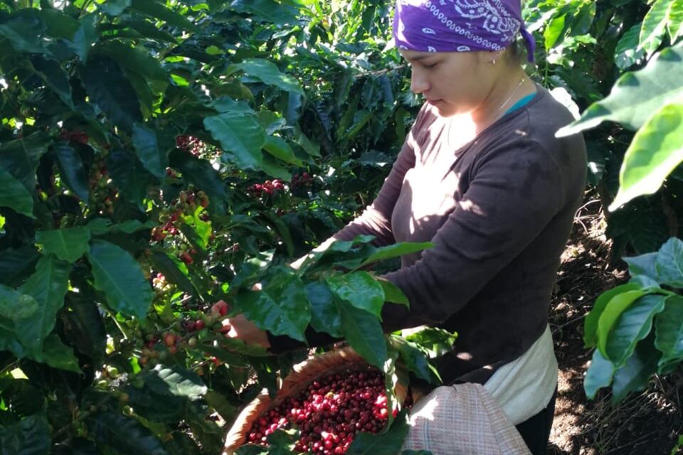 Yanory Salazar Arce, una puriscaleña que se siente muy orgullosa de coger café.