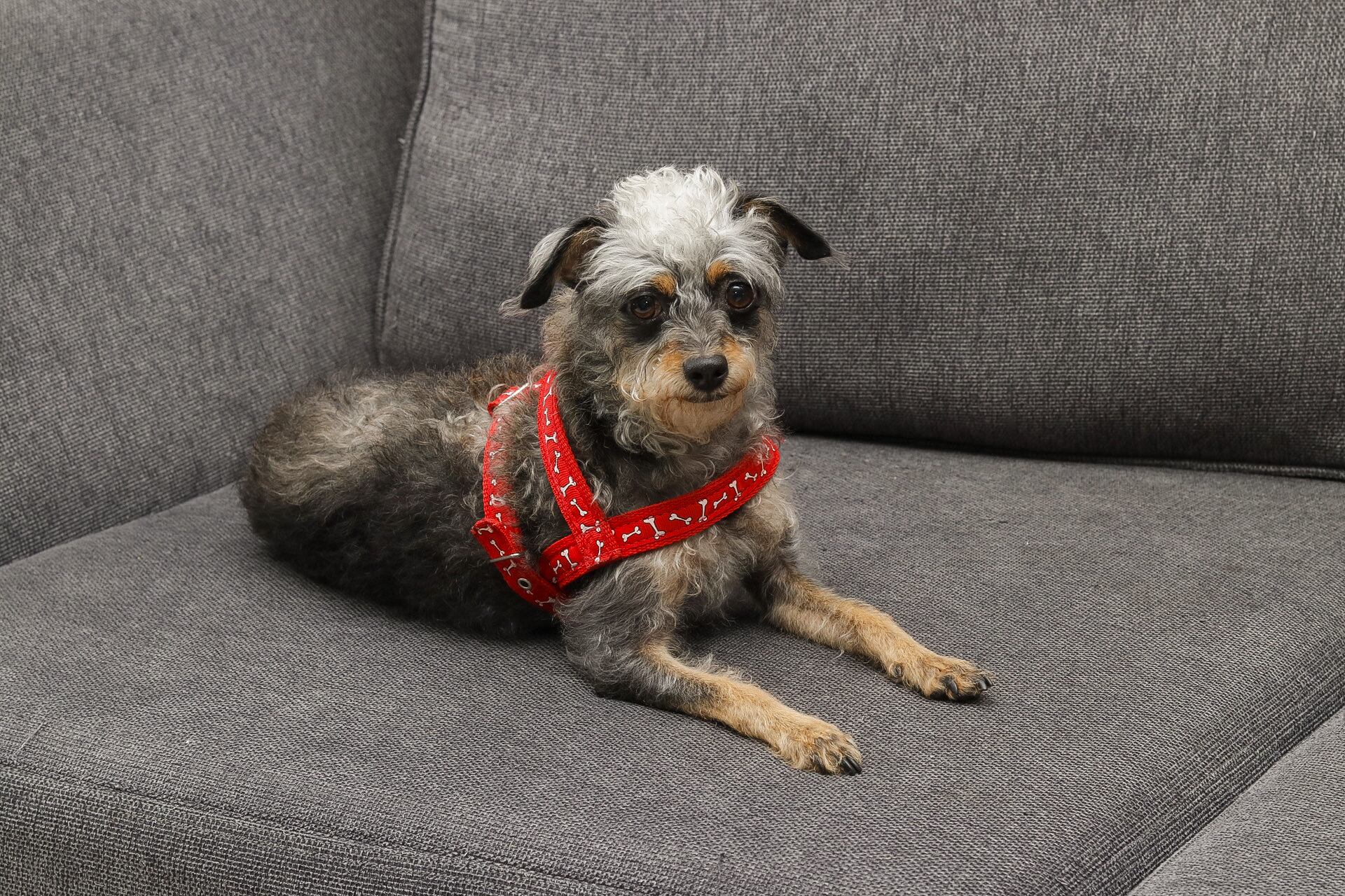 05/09/2024. Retratos a Génesis Vindas, tatuadora fundadora de la organización Perro Callejero. Fotografía: Lilly Arce.