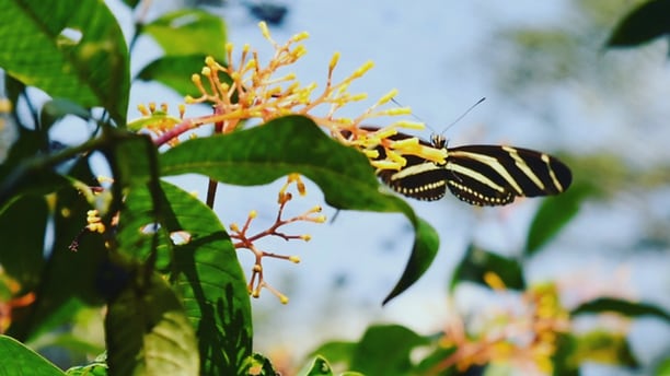 El jardín de mariposas Spirogyra se ubica a tan solo 10 minutos caminando desde el centro de San José.