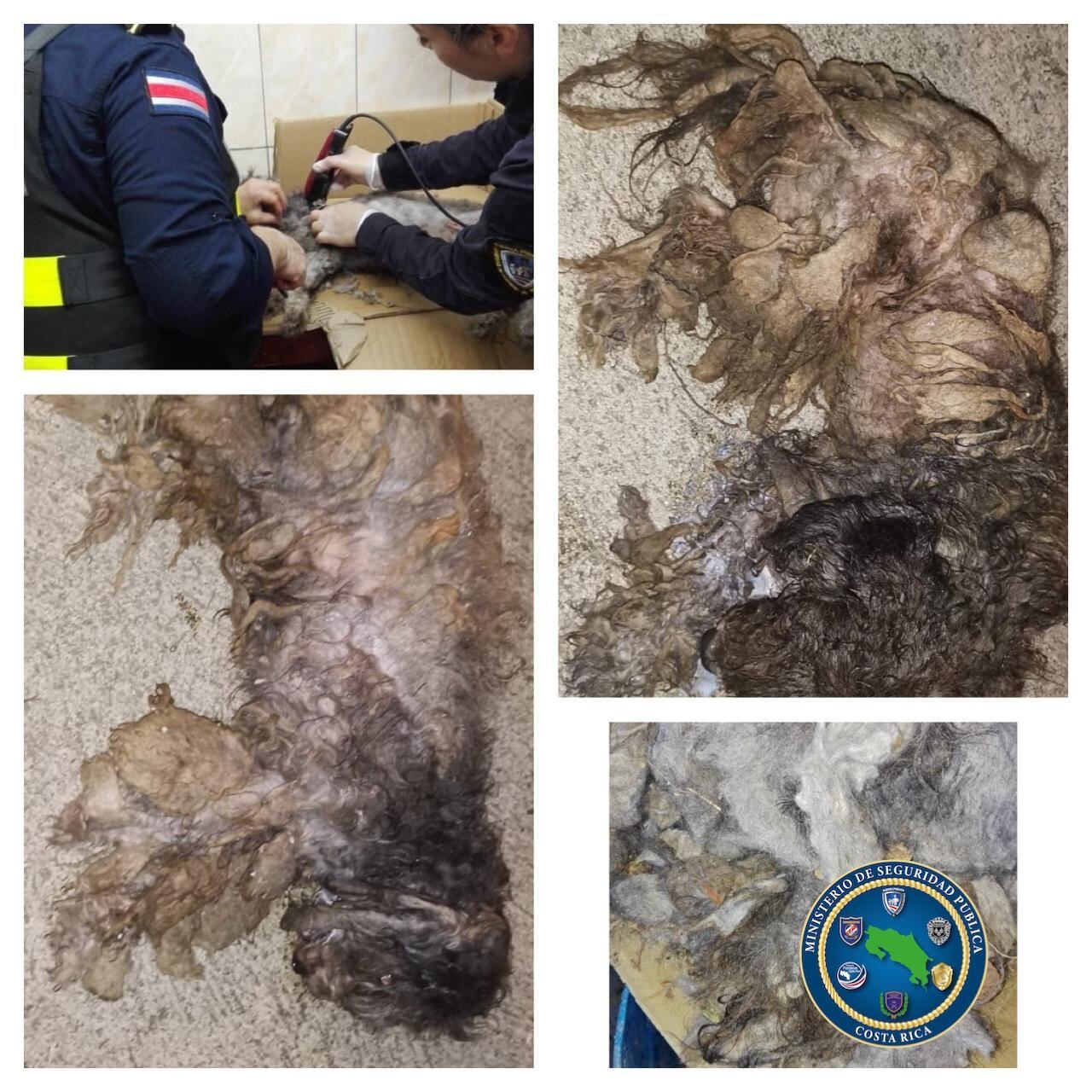 Perritas "policías" salvaron la vida de dos peluditos abandonados. Foto cortesía Kathya Chavarría.