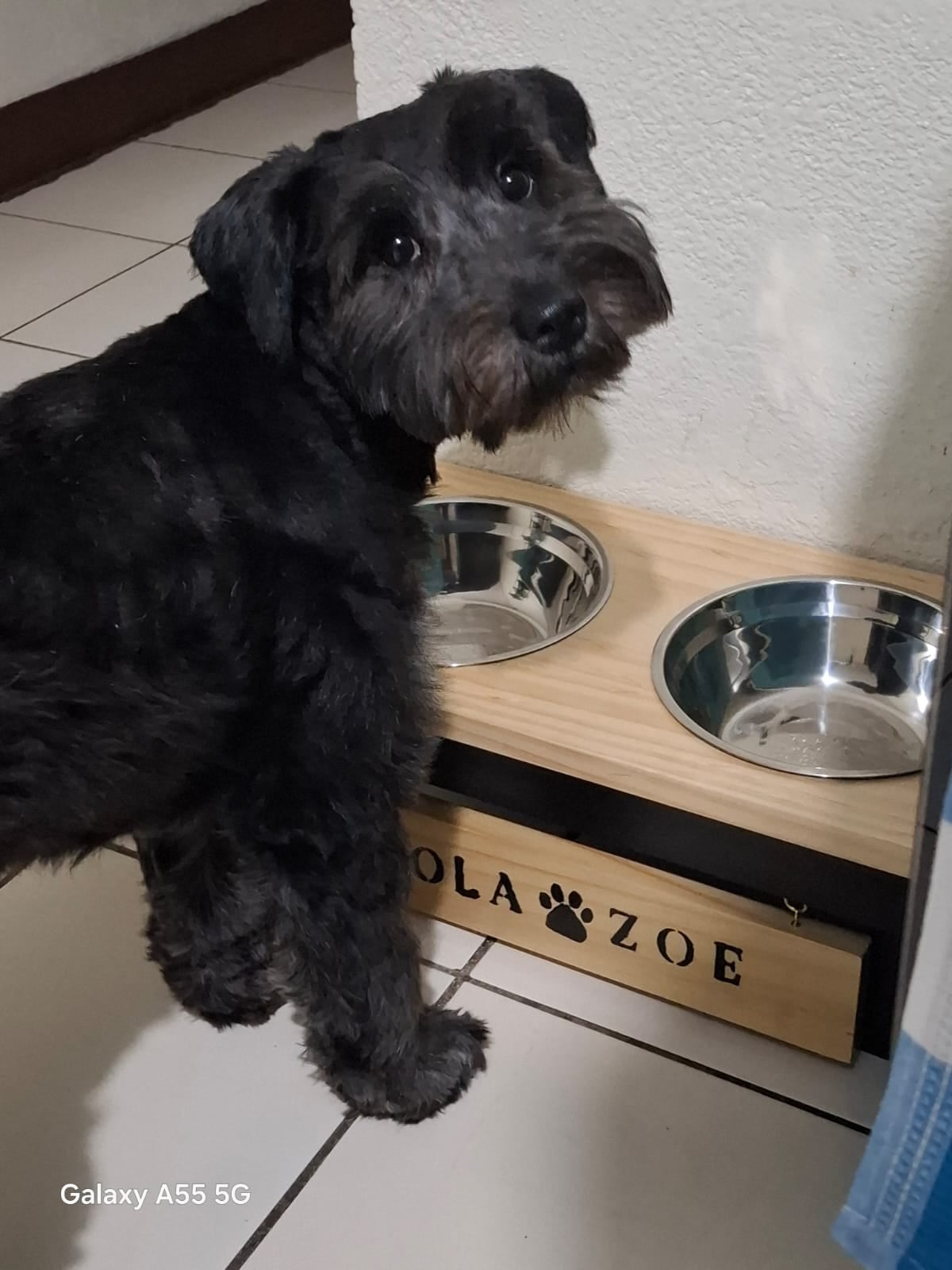 Erick Valverde Moreno, de 45 años, jamás imaginó que una adopción sería tan determinante en su vida. El 11 de agosto del 2024 Erick perdió a su papá y así llegó la perrita schnauzer Zola Zoe