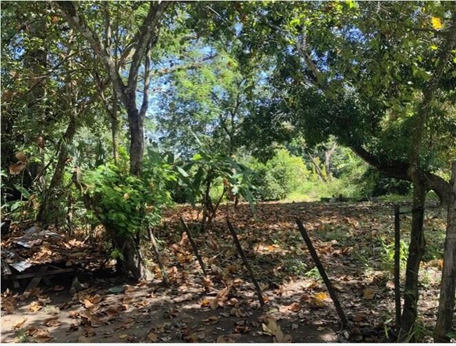 El Instituto Nacional de Seguros (INS), la está vendiendo. Este viernes 16 de mayo el INS confirma que pone a la venta 8 propiedades ubicadas en Coto Brus (San Vito y Pittier), Lepanto de Puntarenas, Coyolar de Orotina y Siquirres, en la provincia de Limón.