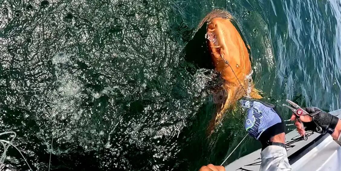 tiburó naranja, tiburón nodriza