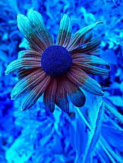 Pareja tica ganó concursos internacionales