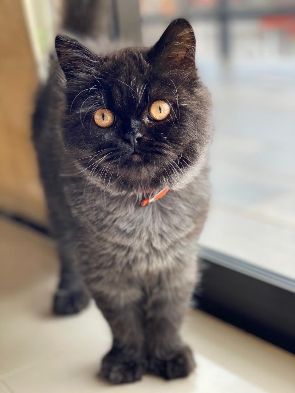 En una hogar de Patalillo de Coronado, dos gatos se han robado el corazón de toda una familia. Son Tati y Otto, los peluditos que llegaron para llenar el hogar de amor, travesuras y compañía. Su mamá humana, Yesiney Espinoza Larrea, de 30 años, asegura que estos gatitos cambiaron su vida y la de su hijo Khaleb, de 7 años.
