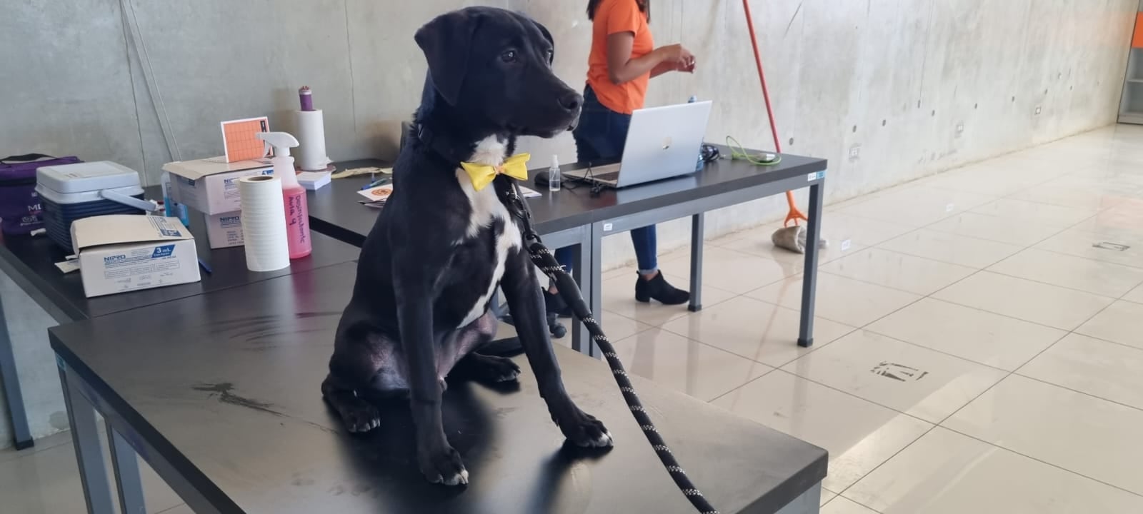 Municipalidad de Curridabat logró casi eliminar los perros callejeros