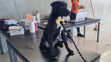 ¿Qué hicieron en Curridabat para casi eliminar los zaguates de sus calles?