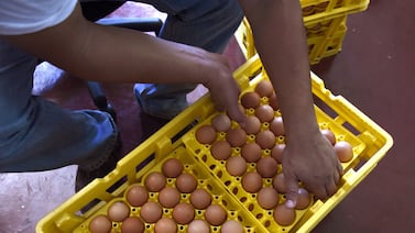 ¿Es legal que el vendedor de huevos lo despierte los fines de semana a las 6 a. m.?