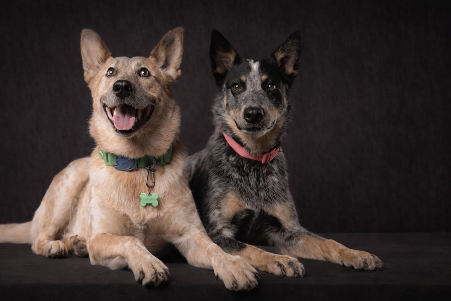 Emotiva despedida a Luna, la perra que conquistó corazones y dejó un legado imborrable