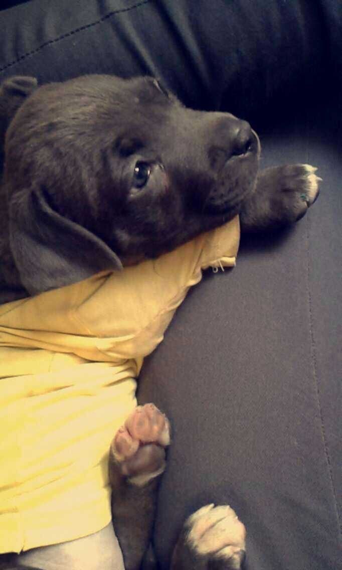 Lazo de amor con su perrita le permite a su dueña comprender la labor de Viva Feria de Mascotas.