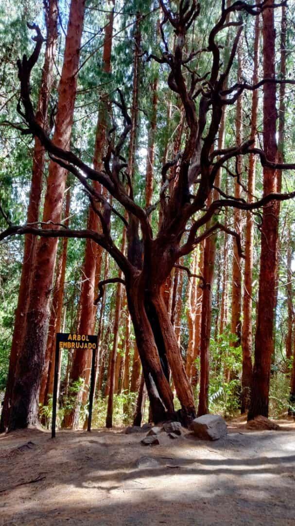 Bosque de Prusia. Foto: Cortesía