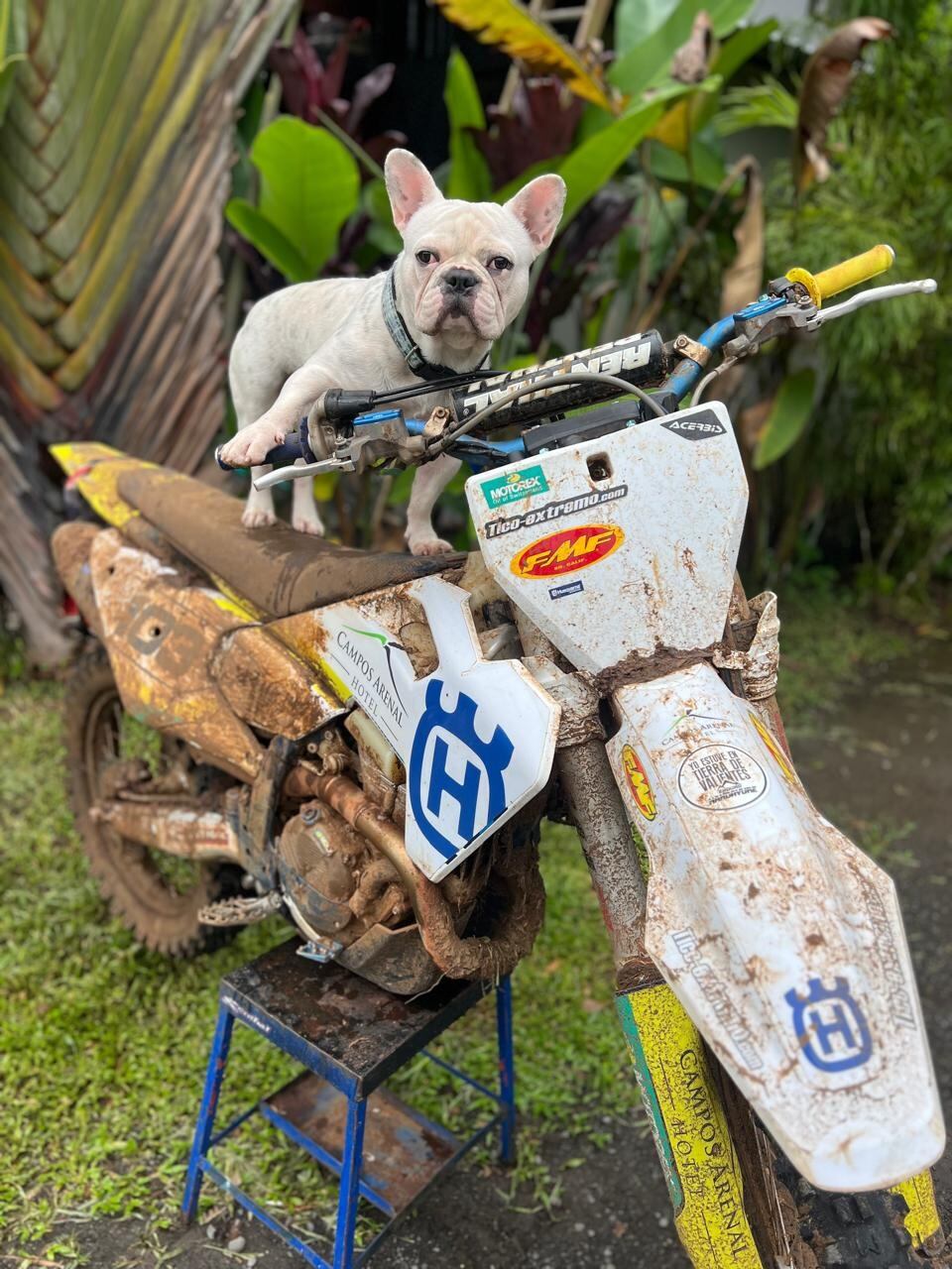 El joven Husky Campos Vega es un perrito raza bulldog francés que tiene un año de edad y en sancarleño de la pura cepa.