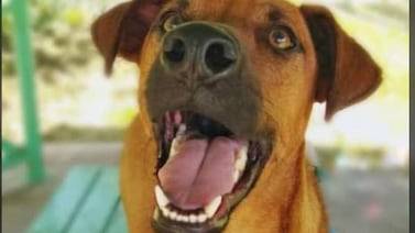 Perrito perdido: Charlie tiene a su familia desesperada