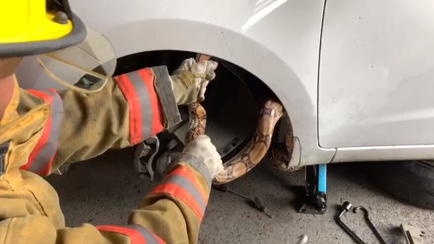 Serpiente bécquer viajó 8 kilómetros dentro de carro en Alajuela. Foto Bomberos.