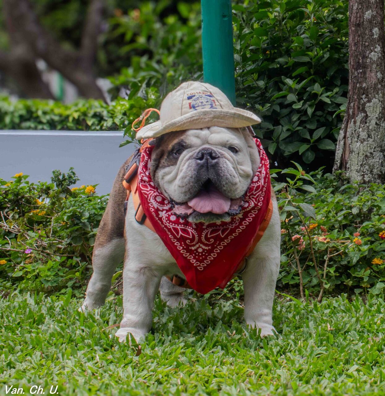 Hay perros que llegan a una familia para hacer compañía, pero Mack llegó con una misión mucho más grande. Este bulldog inglés de siete años llegó a una casa de La Garita de Alajuela como un regalo de Navidad y terminó convirtiéndose en un verdadero ángel de cuatro patas.