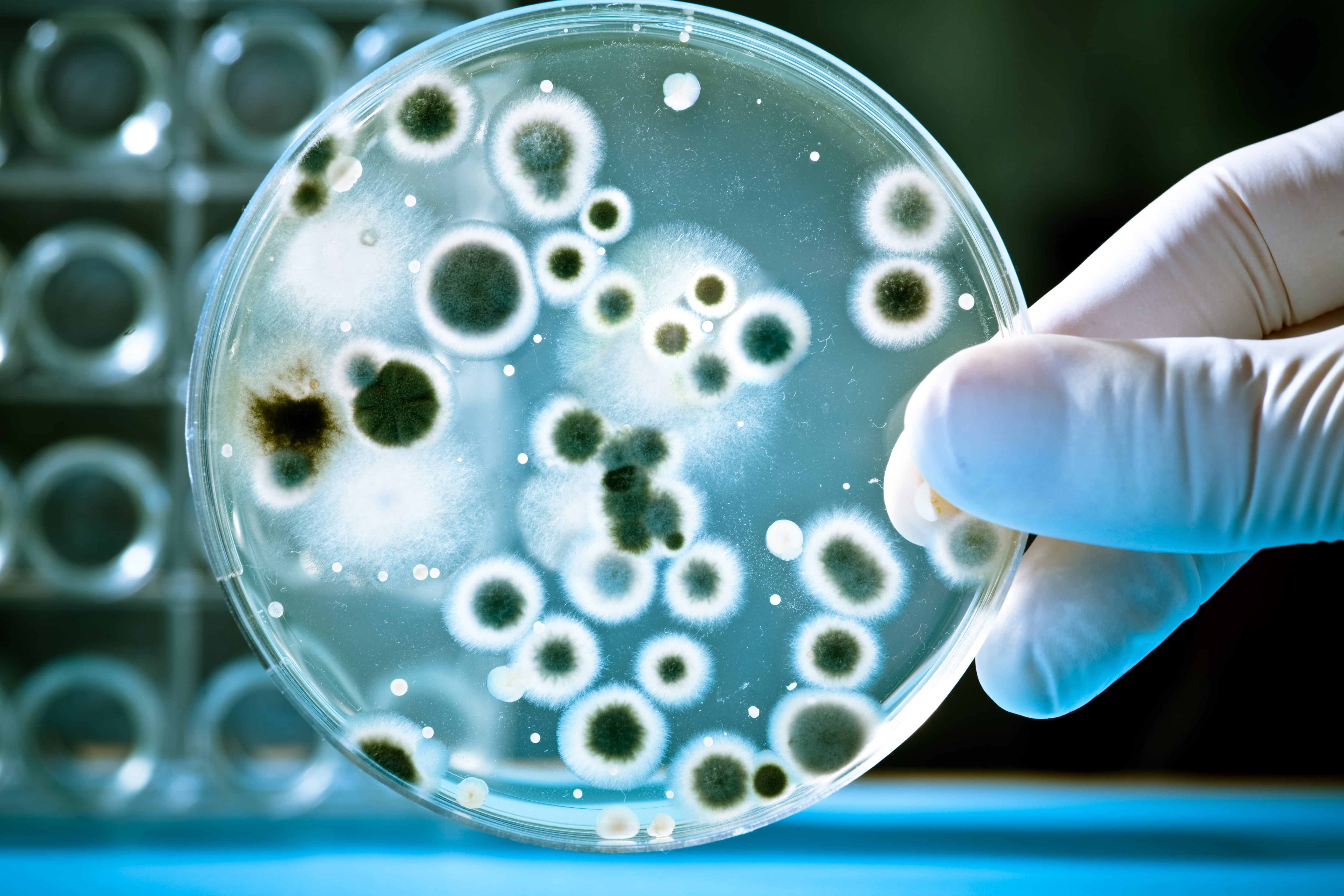 bacterias
