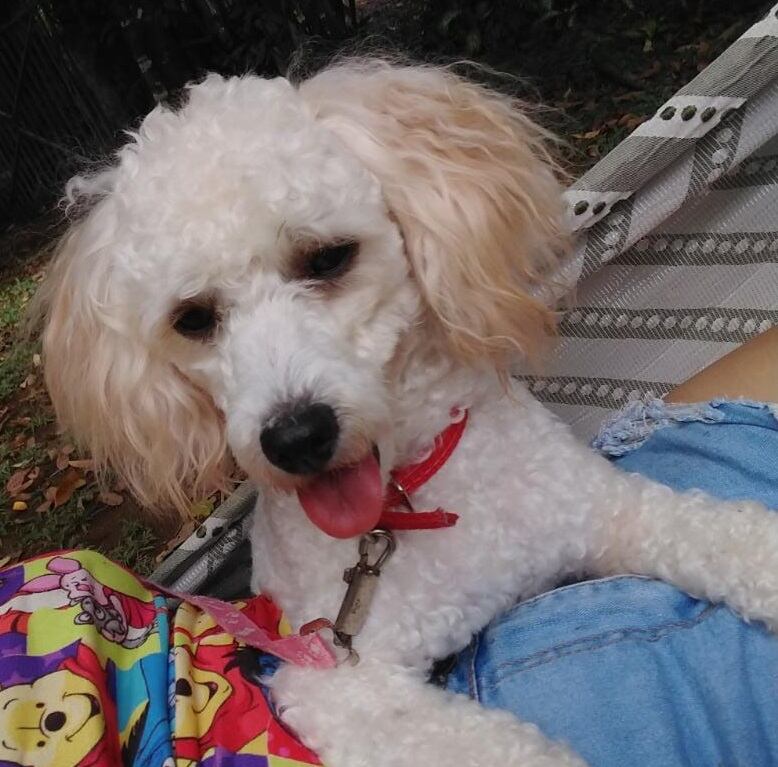 Arenita, perrita perdida en Horquetas de Sarapiquí. Foto cortesía Dina Díaz.