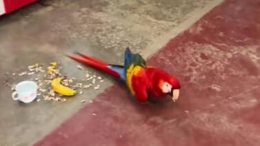 Hermosa y simpática lapa roja de Costa Rica se vuelve viral por lo que entra a hacer a un súper