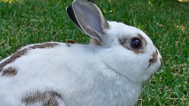 ¿Un conejo de mascota? Si lo está dudando vea como este lindo animalito cambió la vida de una familia