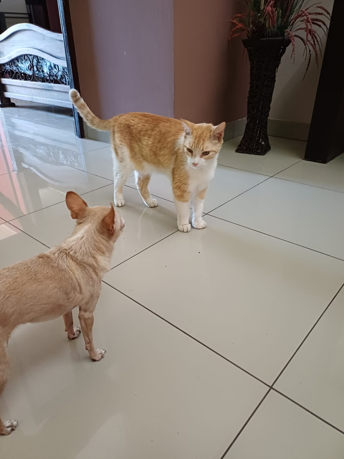 En La Guácima de Alajuela, una historia de amor del bueno, del que mueve montañas, se vive todos los días entre Lauren Bonilla, de 49 años, y su inseparable perrita Ginger, una chihuahua que llegó a su vida justo cuando más la necesitaba.