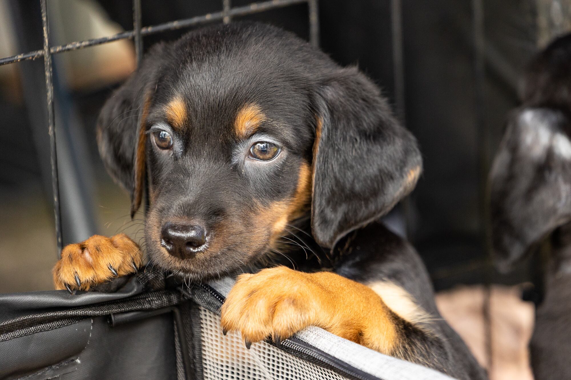 Solo en el 2022, las ediciones del Zaguatón lograron recaudar 7.5 toneladas de alimento para perros. Para esta ocasión, los sacos de comida se pueden donar en las sucursales de Hyundai en Uruca, Lindora, Ayarco, Pérez Zeledón, Liberia, San Carlos y Guápiles, en sus respectivos horarios.