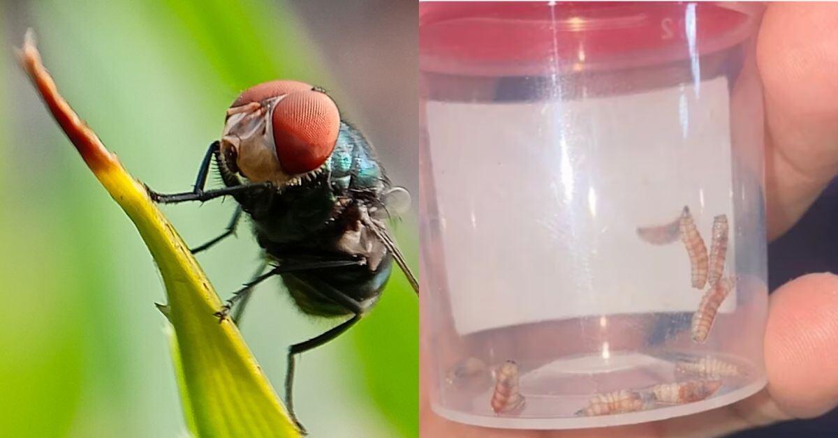A la izquierda, la mosca Cochliomyia hominivorax, causante del gusano barrenador. A la derecha, las larvas una vez que los huevecillos eclosionan, estos son los que causan la "gusanera" en la piel.
Fotografía: Archivo