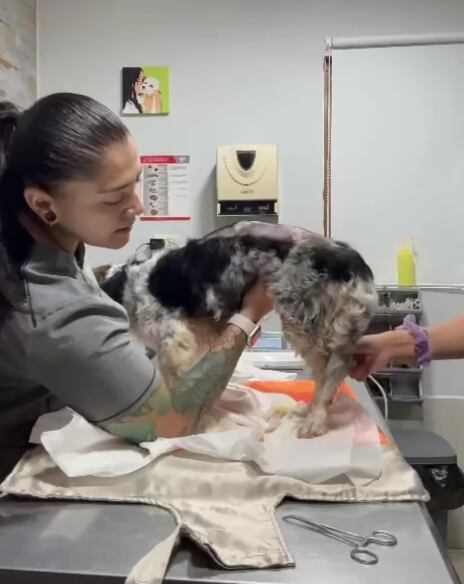 La organización tiene un convenio con dos clínicas veterinarias para atender a las mascotas. Cortesía.