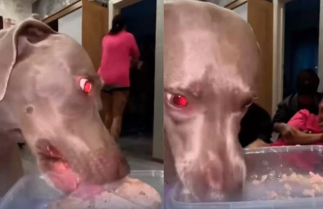 Dueña puso a prueba lealtad de su perro y video se volvió viral