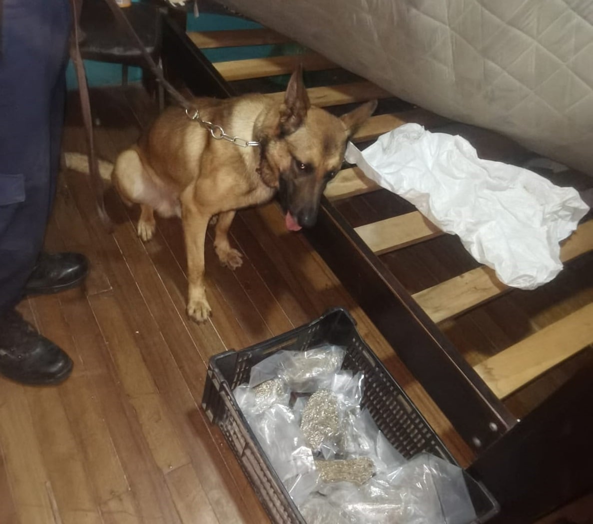 OIJ desmantela banda narco.