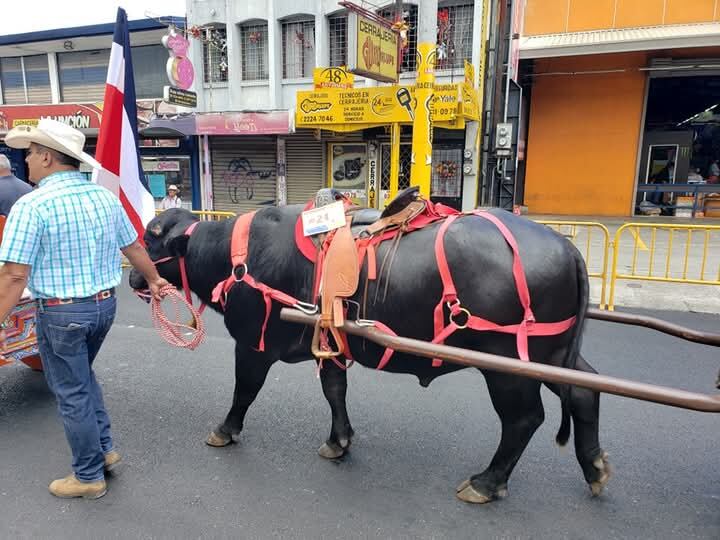 Desfile nacional de Boyeros se desarrolló este domingo