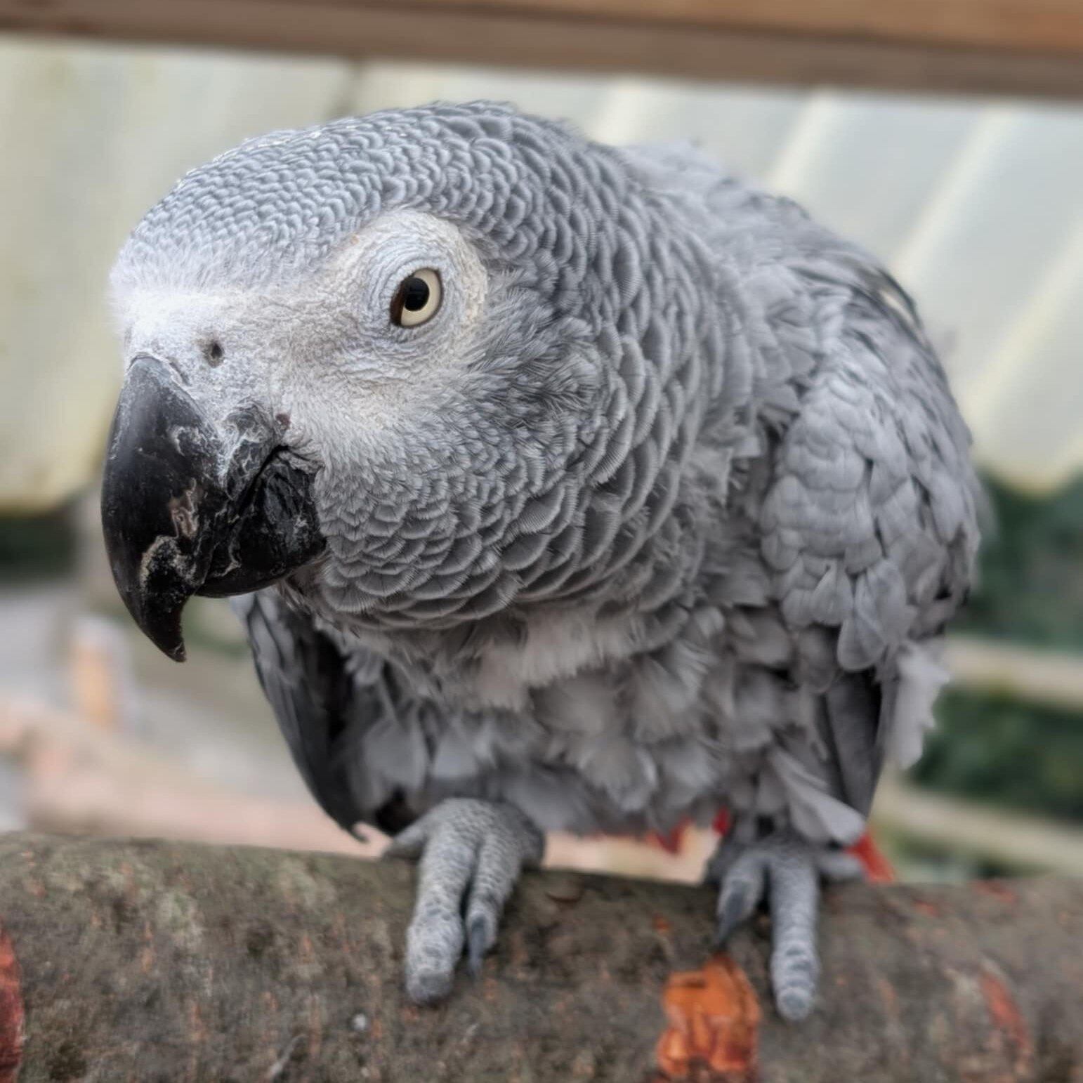 Tremendo problemón el que vive el zoológico Lincolnshire de Inglaterra con tres pericos bien vulgares que les fueron donados.