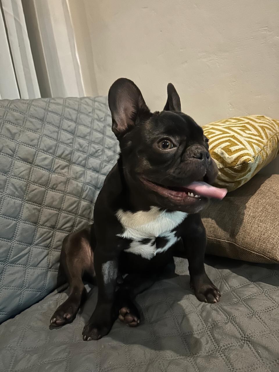 Thor es un bulldog francés que fue robado por unos maleantes en el residencial Boruca, en Mercedes Norte de Heredia. Foto: Shirley López para La Teja