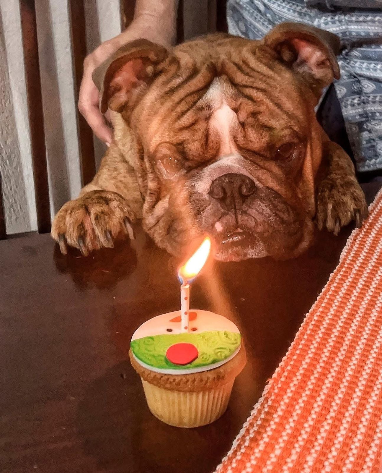 Cuando Rebeca Valverde Coronado vio por primera vez a Theo, su corazón se derritió. Aquel cachorrito bulldog inglés de apenas mes y medio de nacido llegó envuelto en un lazo de amor: fue el regalo de Navidad que su esposo, Guillermo Sánchez, le dio para cumplirle un sueño que tenía desde niña.