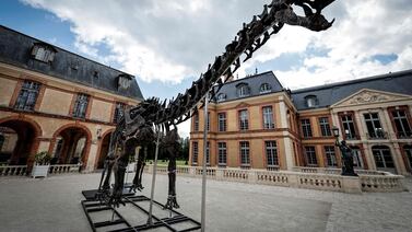 Subastarán el esqueleto de este inmenso dinosaurio y no se imagina en cuánto