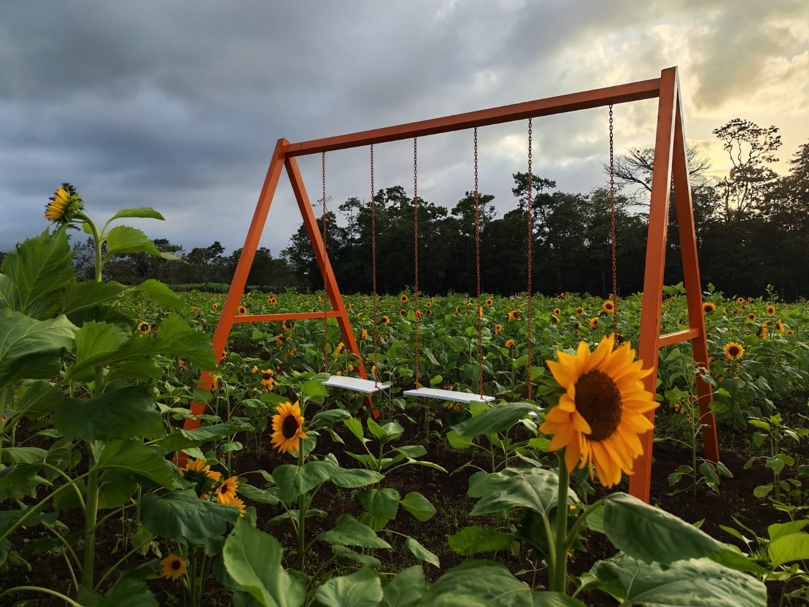 Campo de Girasoles Pital