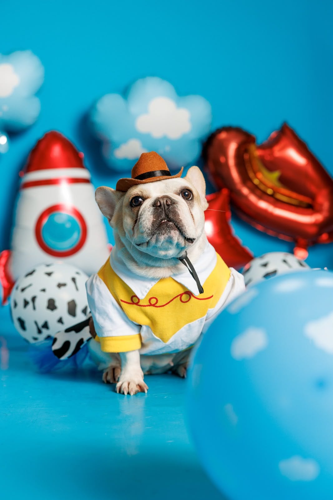 Si la elegancia tuviera cuatro patas, probablemente se llamaría Sarita. Esta bulldog francés, vecina del barrio El Cocal, en el centro de Puntarenas, es una pequeña diva que disfruta posar frente a las cámaras, lucir accesorios y salir de paseo bien arreglada.