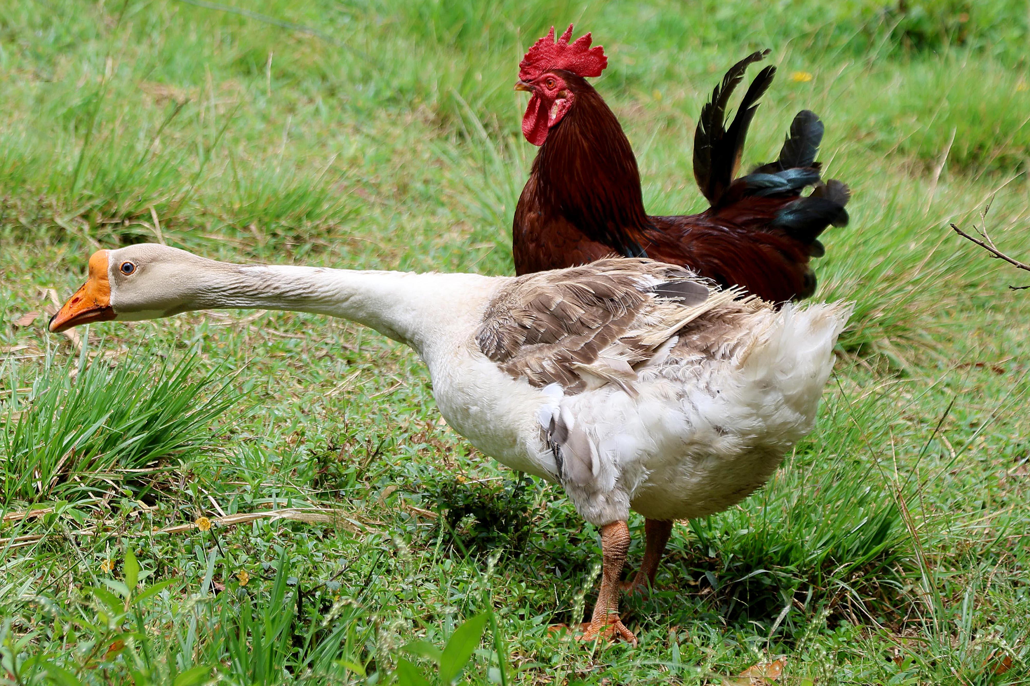 10/04/2024 Poasito de Alajuela. Laberinto Olivo, camino hacia el Volcán Poás, unos 10 kilómetros antes del parque nacional. Para vivir una experiencia diferente, para desafiarse a resolver dentro de senderos con trampa como llegar a puntos específicos como una granja, un mirador, un estanque para practicar una pesca muy peculiar y, por supuesto, encontrar la salida. Foto: Rafael Pacheco Granados