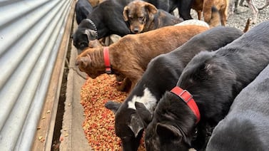 Zaguatón 2024: También los perritos merecen tener una buena cena en Navidad y Año Nuevo