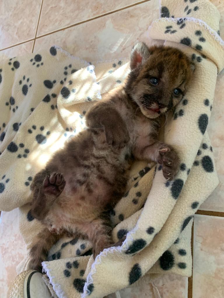Pumita, puma que fue rescatada en Liberia. Foto cortesía Esther Pomareda.