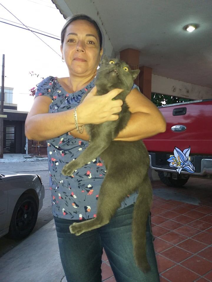 Un gato “infiel” es la nueva sensación de las redes sociales. Se dejaba querer por dos familias, en una se llama Pixi y en la otra Huarache