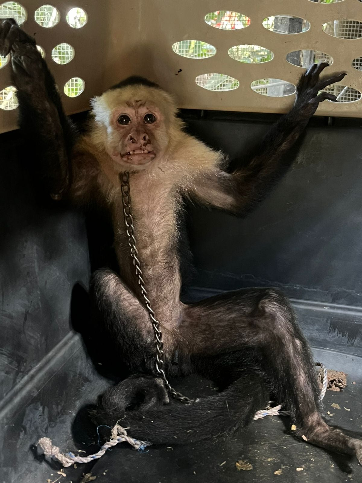 Un mono carablanca habría llevado una vida de dolor al estar encadenado en el cuello y sufrir serias lesiones. Foto: Sinac