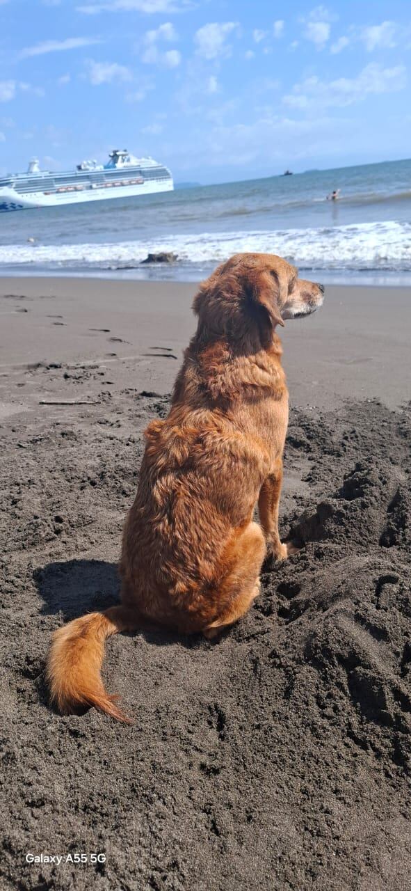 Bobby, un perrito raza “zaguate pura sangre” de 9 años, se convirtió en el compañero inseparable de una familia de Paso Ancho gracias a un inesperado flechazo que cambió sus vidas para siempre.