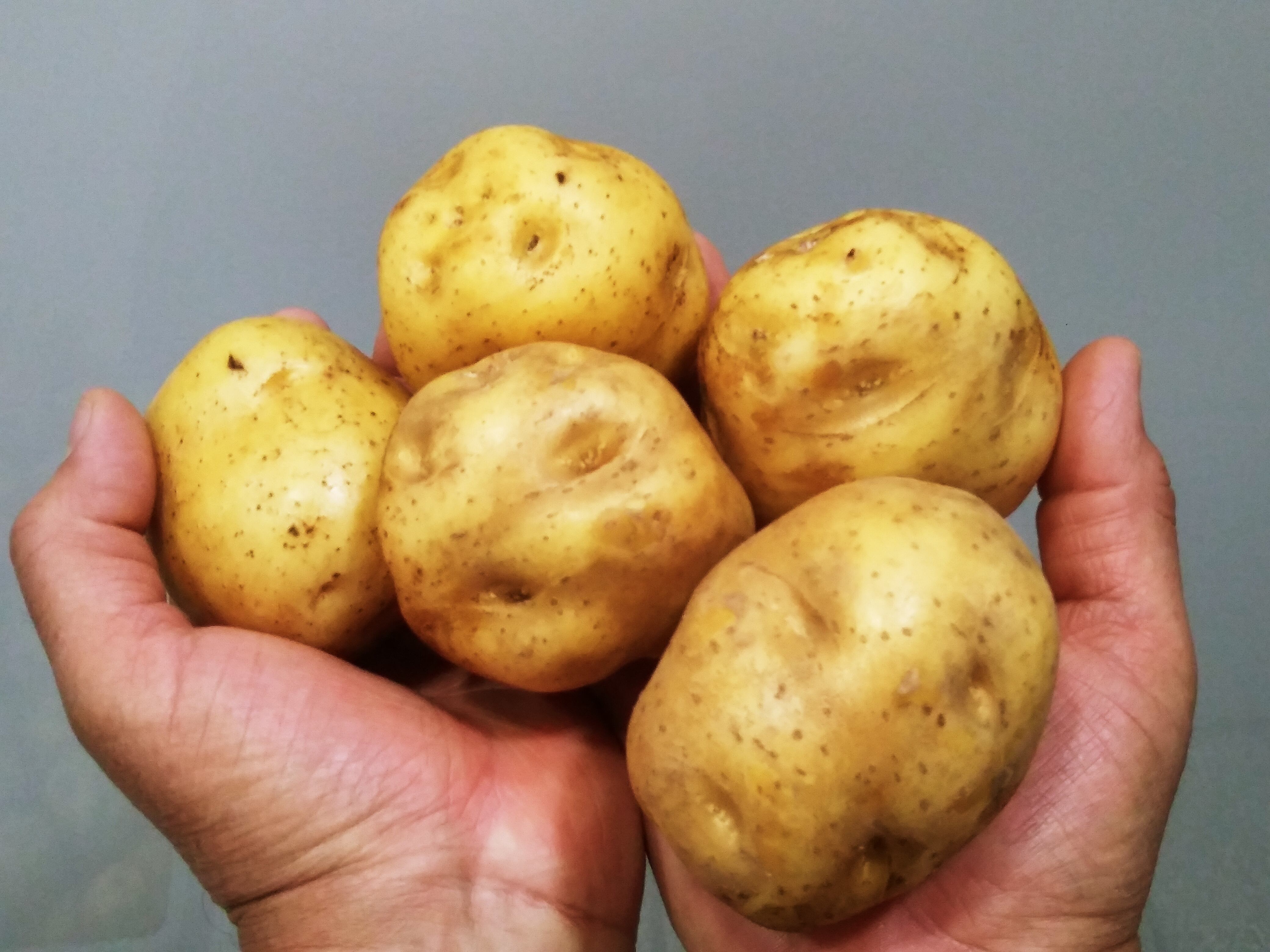 Un agricultor de la pura cepa, vecino de Tierra Blanca de Cartago, de esos que nacen, crecen y viven rascándole la panza a la tierra para lograr la mejor cosecha, desarrolló la superpapa más resistente y sabrosa de la historia de Costa Rica, él le puso Criollitica. Tiene 60 años de edad y es el doctor Arturo Brenes Angulo, coordinador del Laboratorio de Biotecnología de Plantas (LBP) del Centro de Investigaciones Agronómicas (CIA) de la Universidad de Costa Rica (UCR), en donde durante 15 años este agricultor trabajó para lograr la superpapa.