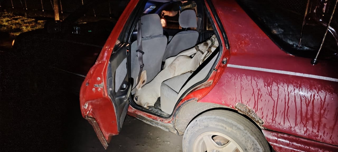 Un ternerito sufrió el mismo terror que tuvo la vaca Milagro al ser llevada en pésimas condiciones dentro de un carro, en Pueblo Nuevo de San José de Upala. Foto: MSP