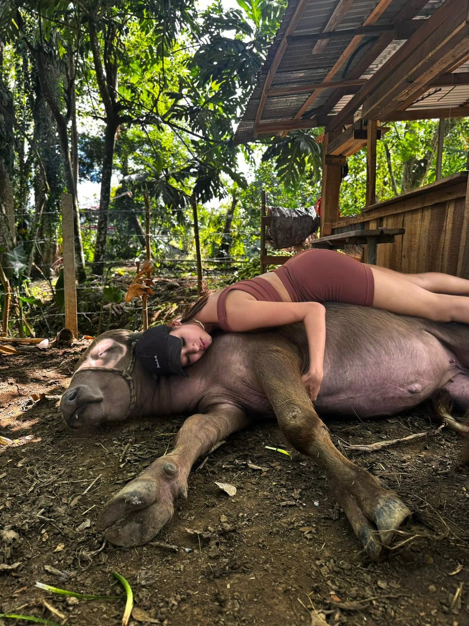 Shakira Shedden es la hija de Gilberto Shedden conocido como "Chito" quien domesticó al cocodrilo Pocho el cual murió el 12 de octubre del 2011. Shakira ahora doma búfalos y es reina de belleza.
