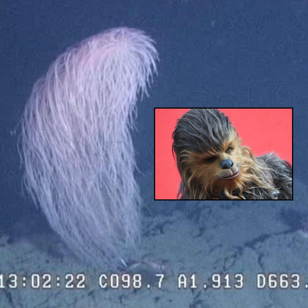 El coral Chewbacca será, probablemente, la especie favorita de los amantes de las películas de Star Wars. Foto: Europa Press / diseño LT